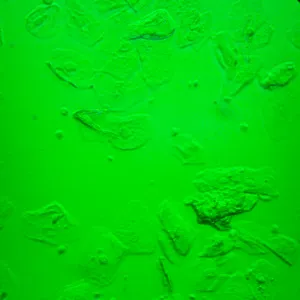 Микроскоп биологический инвертированный MAGUS Bio V360, изображение 25