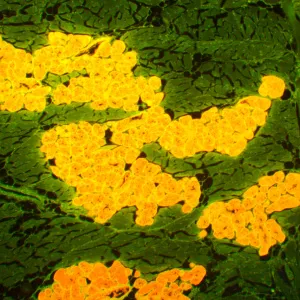 Микроскоп люминесцентный MAGUS Lum 450L, изображение 22