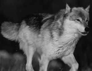 Бинокль цифровой ATN BINOX-HD 4–16x (Smart HD Optics), изображение 8