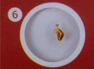 Набор микропрепаратов Levenhuk LabZZ CP24, существа и растения, изображение 8