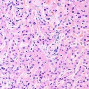 Микроскоп биологический MAGUS Bio 290T, изображение 28