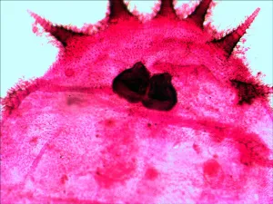 Набор готовых микропрепаратов Levenhuk N20 NG, изображение 12